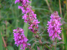 Lythrum salicaria Grote kattestaart bestellen